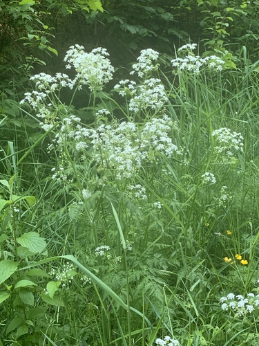 Cow parsley (Anthriscus sylvestris)