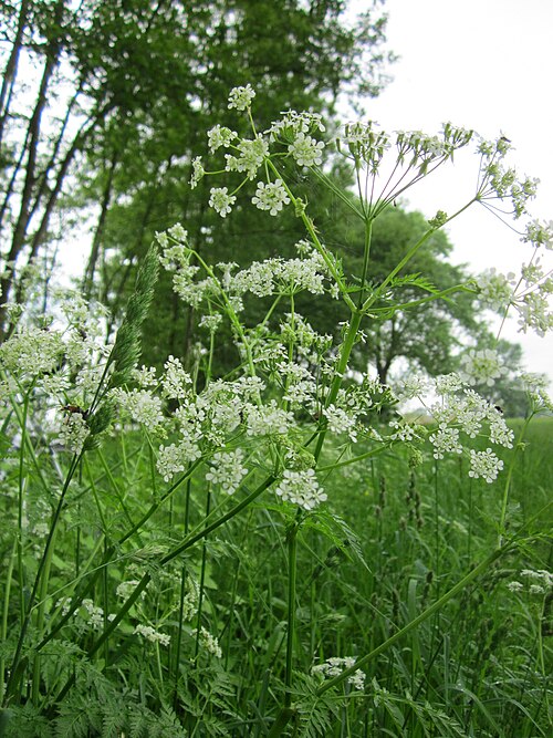 Cow parsley: Wiesenkerbel ( Anthriscus sylvestris ) im Hockenheimer Rheinbogen