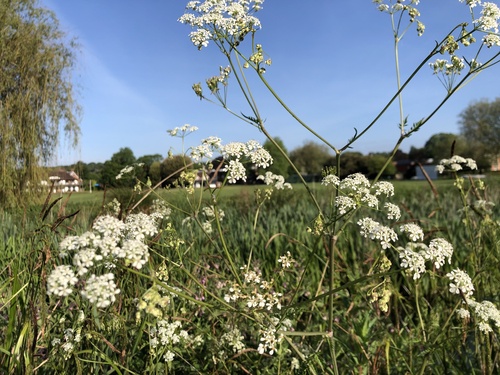 Cow parsley (Anthriscus sylvestris)