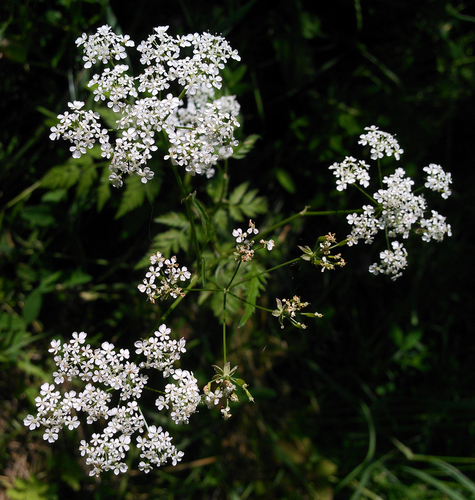 Cow parsley (Anthriscus sylvestris)