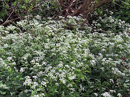 Cow parsley: Anthriscus sylvestris , cow parsley, on the footpath beside the River Ching , and off the A112 Chingford Road , east from Sainsbury's Low Hall supermarket, and