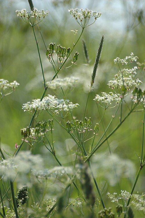 Cow parsley: most likely Cow parsley Anthriscus sylvestris , 55294 Bodenheim, Germany