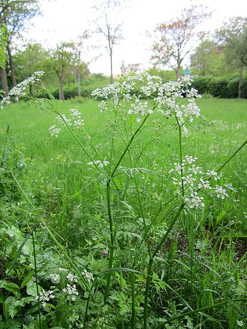 Cow parsley: Wiesenkerbel ( Anthriscus sylvestris ) im Bürgerpark Saarbrücken