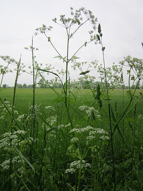Cow parsley: Wiesenkerbel ( Anthriscus sylvestris ) im Hockenheimer Rheinbogen
