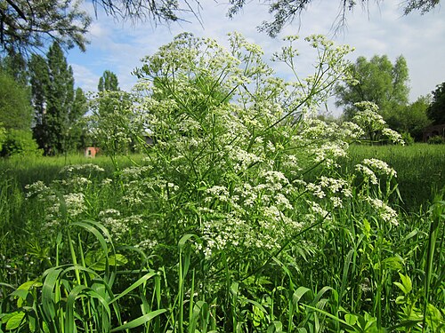 Cow parsley: Wiesenkerbel ( Anthriscus sylvestris ) im Bürgerpark Saarbrücken