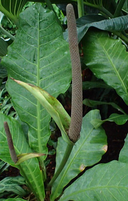 Anthurium acaule: Anthurium acaule at Garfield Park Conservatory