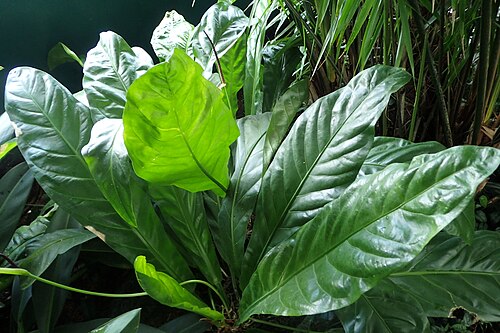 Anthurium acaule: Anthurium acaule in the New York Botanical Garden