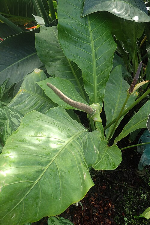 Anthurium acaule: Anthurium acaule at Garfield Park Conservatory