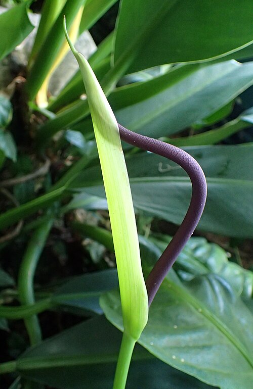 Anthurium acaule: Anthurium acaule in the New York Botanical Garden