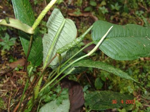 Anthurium amoenum: A plant of anthurium amoenum