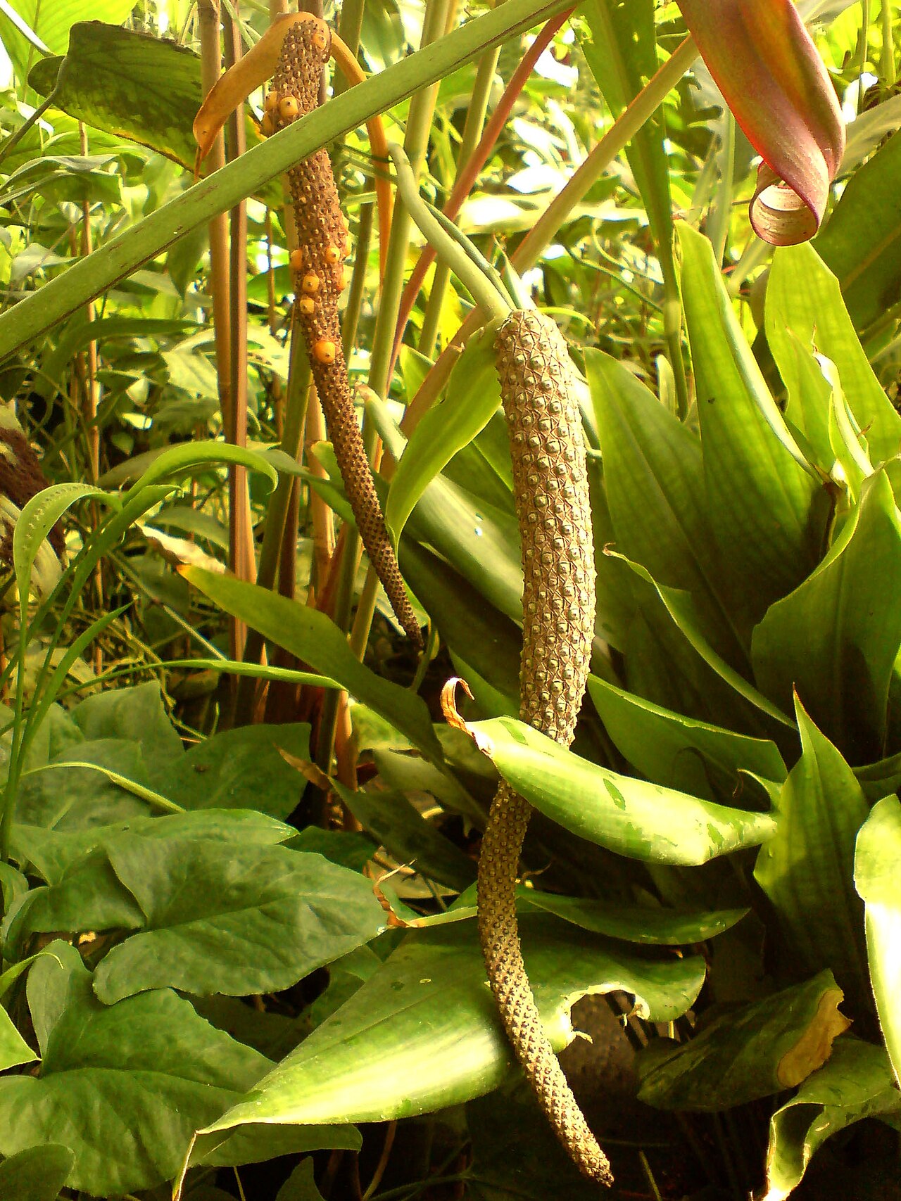 Anthurium andicola: Anthurium andicola - Botanical Garden Göttingen