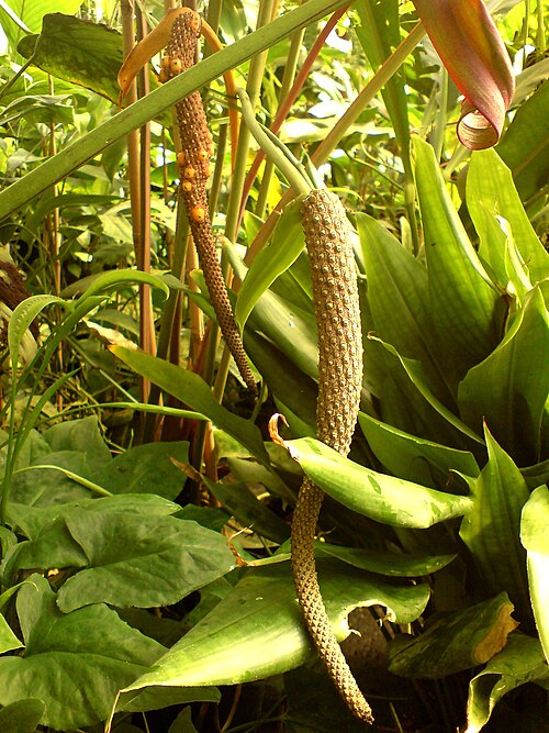 Anthurium andicola: Anthurium andicola - Botanical Garden Göttingen