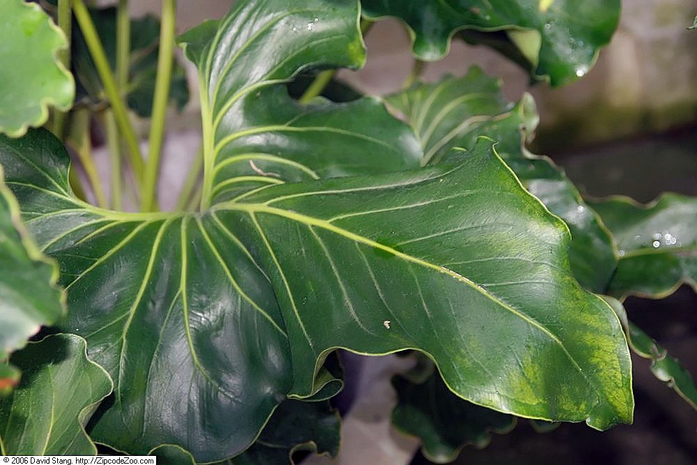 Anthurium andicola: Location taken: United States Botanic Garden. Names: Anthurium andicola Liebm. Classification: Plantae > Magnoliophyta > Liliopsida > Alismatales > Araceae > An