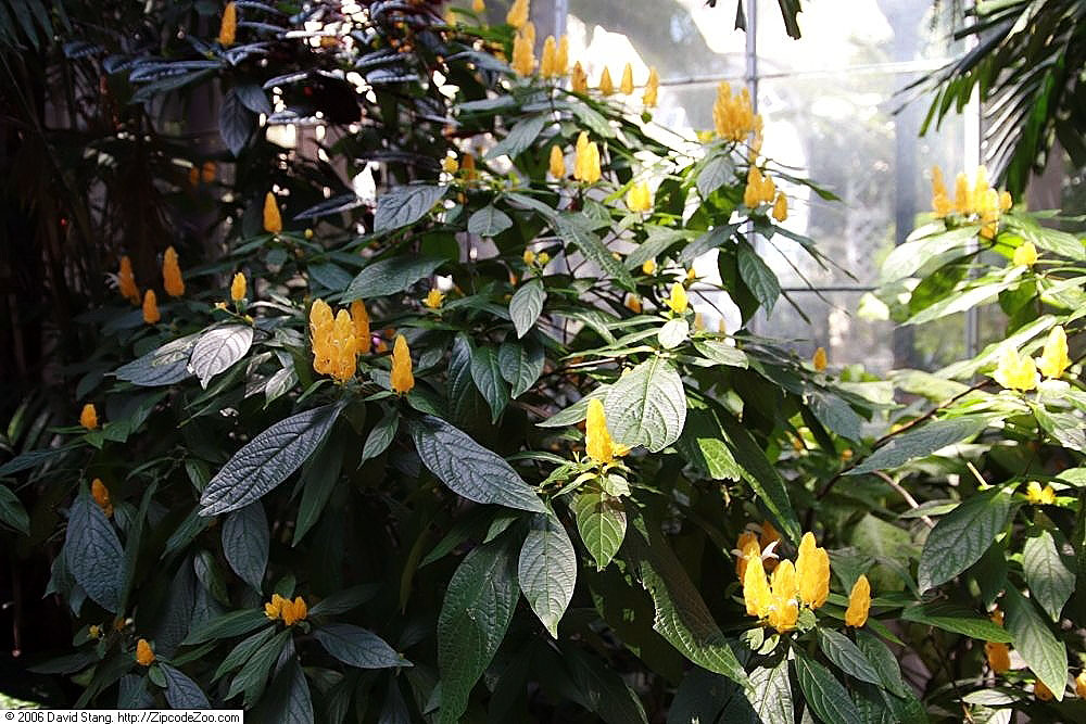 Anthurium andicola: Location taken: United States Botanic Garden. Names: Anthurium andicola Liebm. Classification: Plantae > Magnoliophyta > Liliopsida > Alismatales > Araceae > An