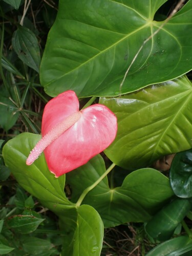 Flamingo-lily (Anthurium andraeanum)