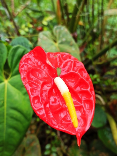Flamingo-lily (Anthurium andraeanum)