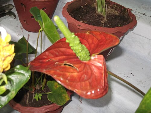 Flamingo-lily: Shinning brown spathe,green spadix.