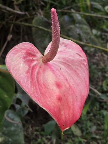 Flamingo-lily (Anthurium andraeanum)