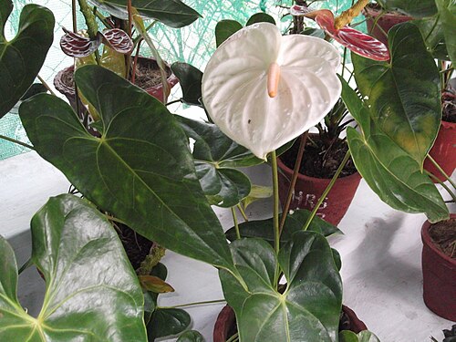 Flamingo-lily: Spathe white,spadix brownish.