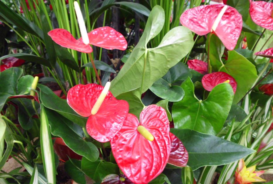 Flamingo-lily: this photo taken at Orman garden - Cairo