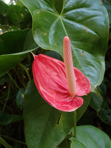 Flamingo-lily (Anthurium andraeanum)