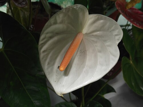 Flamingo-lily: Spathe white,spadix brownish.