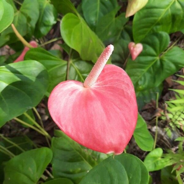 Flamingo-lily (Anthurium andraeanum)