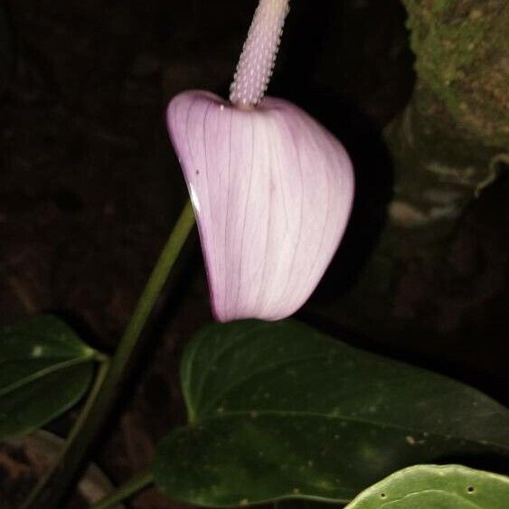 Flamingo-lily (Anthurium andraeanum)