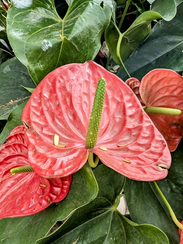 Flamingo-lily