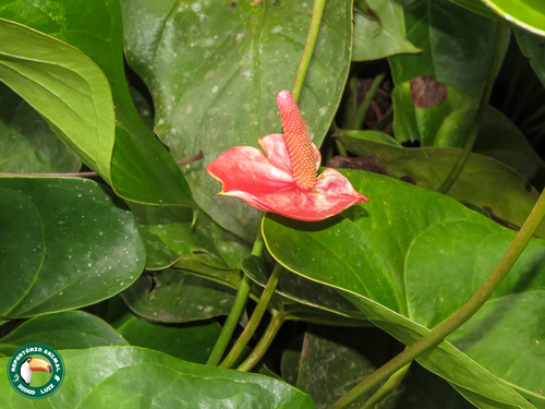 Flamingo-lily (Anthurium andraeanum)
