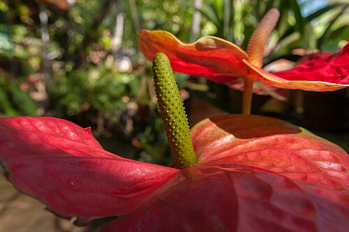 Anthurium crassinervium: English : Anthurium crassinervium