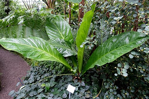 Anthurium crassinervium: Botanical specimen in the Botanischer Garten - Heidelberg, Germany.