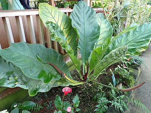 Anthurium crassinervium: アンスリウム・クラッシネルヴィウムの植栽(2024年12月 東京都板橋区 熱帯環境植物館)