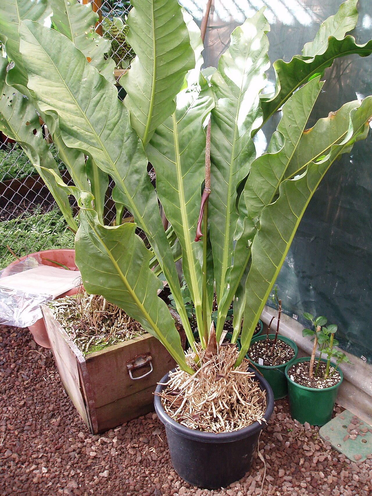 Anthurium crassinervium (Anthurium crassinervium)