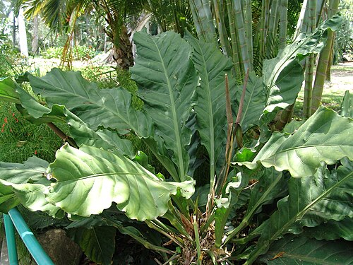 Anthurium crassinervium: At Foster Botanical Garden, Oahu, Hawaii