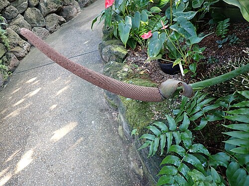 Anthurium crassinervium: アンスリウム・クラッシネルヴィウムの肉穂花序と仏炎苞(2024年12月 東京都板橋区 熱帯環境植物館)