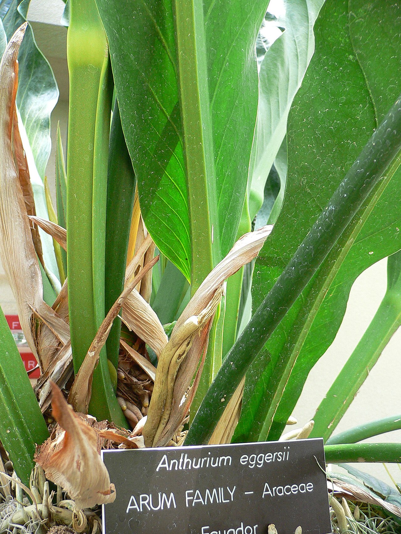 Anthurium eggersii (Anthurium eggersii)