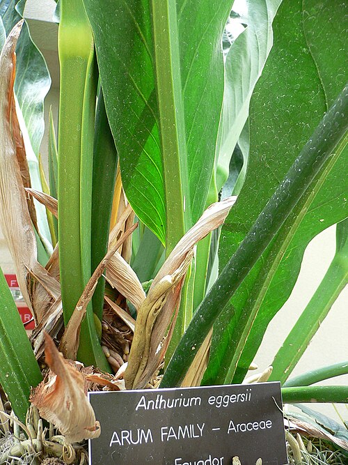 Anthurium eggersii (Anthurium eggersii)