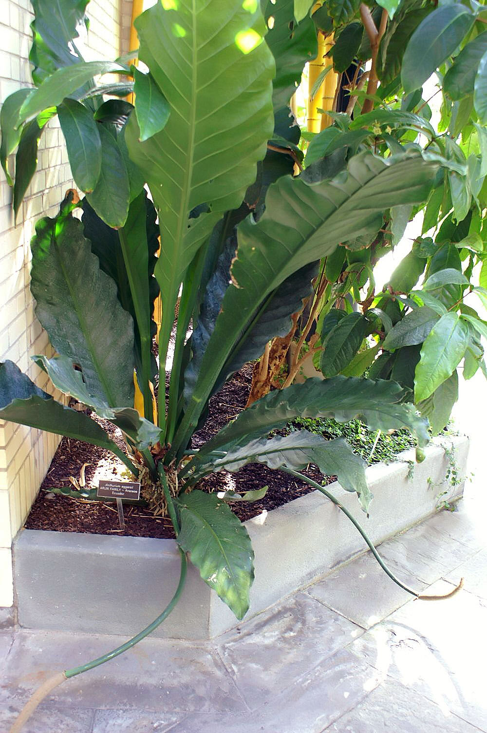 Anthurium eggersii: Location taken: United States Botanic Garden. Names: Anthurium eggersii Engl. Classification: Plantae > Magnoliophyta > Liliopsida > Alismatales > Araceae > Ant