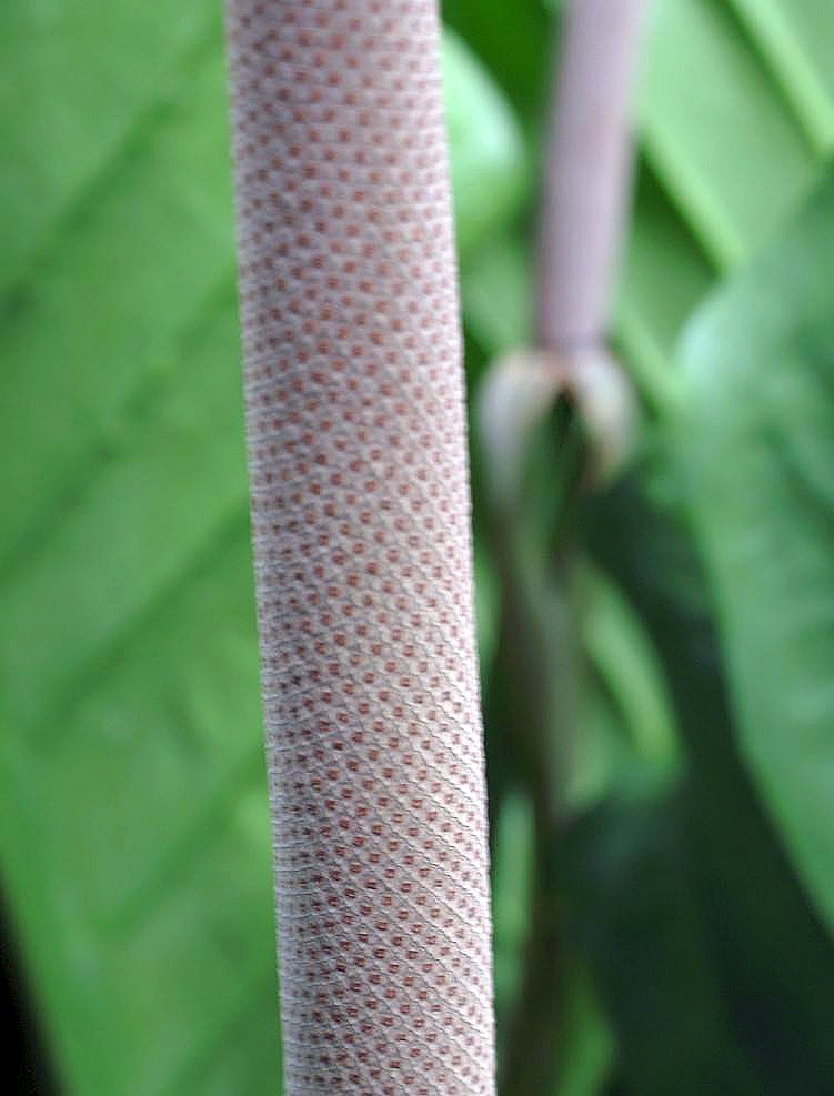 Anthurium eggersii: Location taken: United States Botanic Garden. Names: Anthurium eggersii Engl. Classification: Plantae > Magnoliophyta > Liliopsida > Alismatales > Araceae > Ant