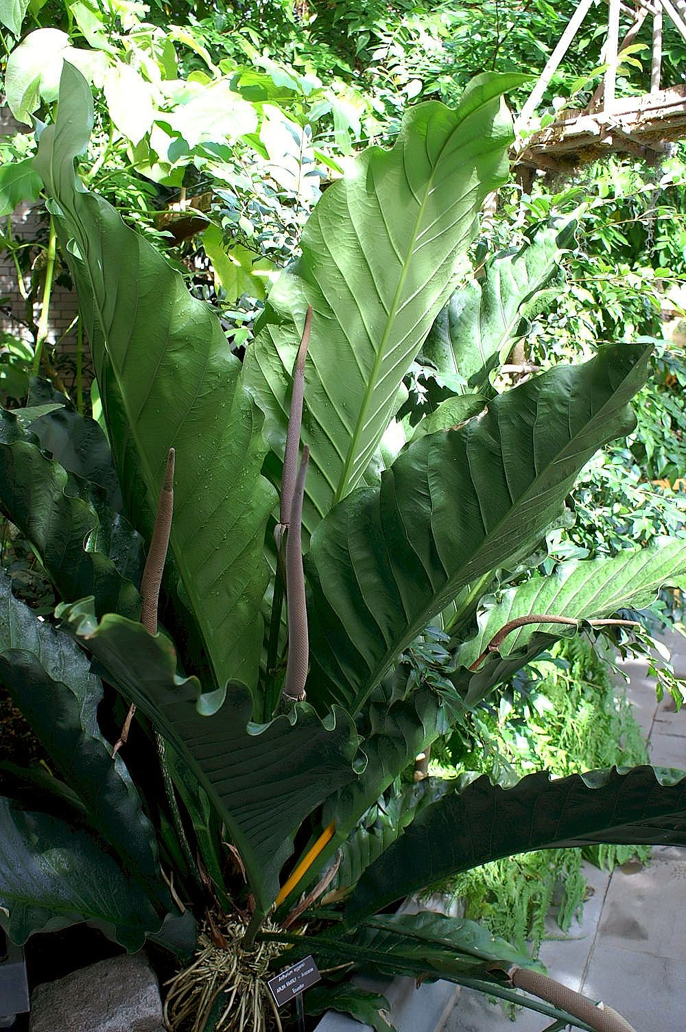 Anthurium eggersii: Location taken: United States Botanic Garden. Names: Anthurium eggersii Engl. Classification: Plantae > Magnoliophyta > Liliopsida > Alismatales > Araceae > Ant