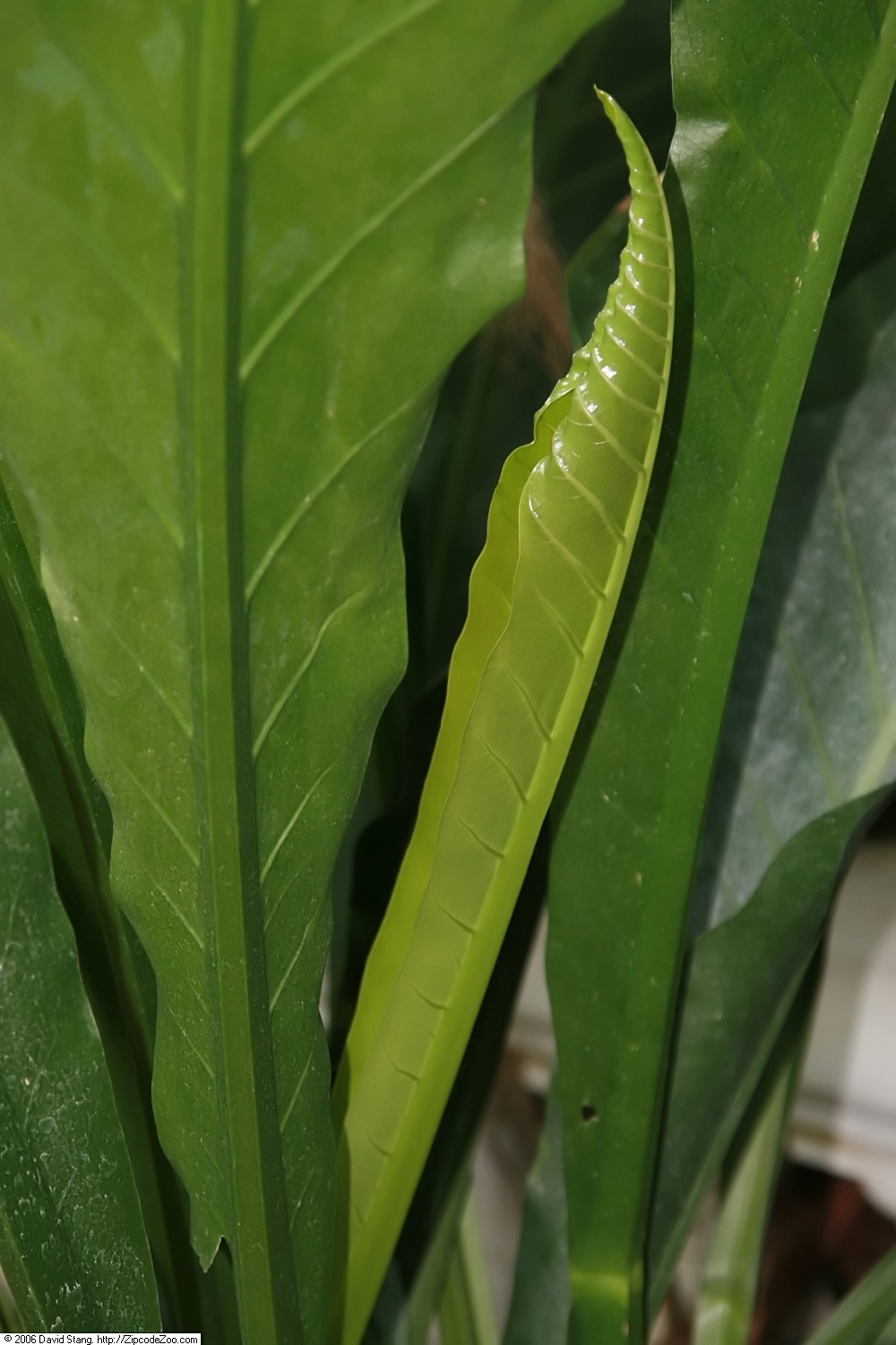 Anthurium eggersii: Location taken: United States Botanic Garden. Names: Anthurium eggersii Engl. Classification: Plantae > Magnoliophyta > Liliopsida > Alismatales > Araceae > Ant