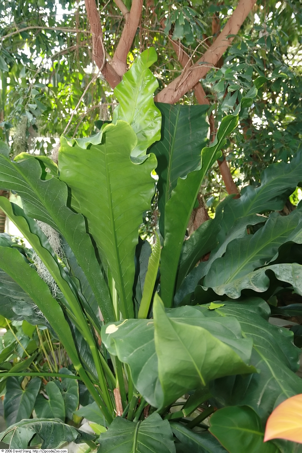 Anthurium eggersii: Location taken: United States Botanic Garden. Names: Anthurium eggersii Engl. Classification: Plantae > Magnoliophyta > Liliopsida > Alismatales > Araceae > Ant