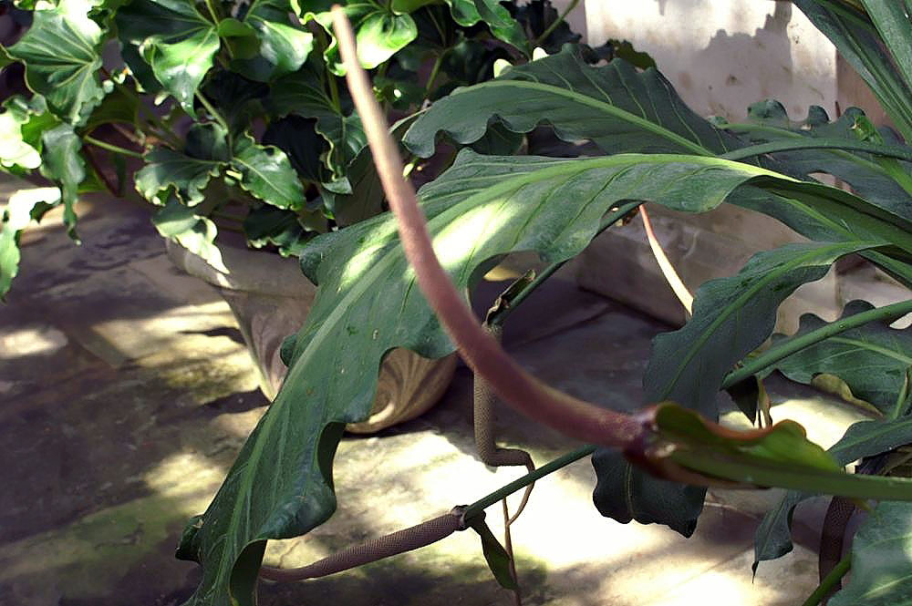 Anthurium eggersii: Location taken: United States Botanic Garden. Names: Anthurium eggersii Engl. Classification: Plantae > Magnoliophyta > Liliopsida > Alismatales > Araceae > Ant