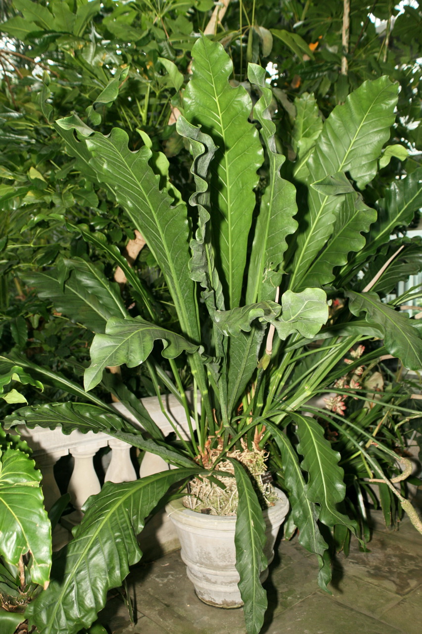 Anthurium eggersii: Anthurium eggersii