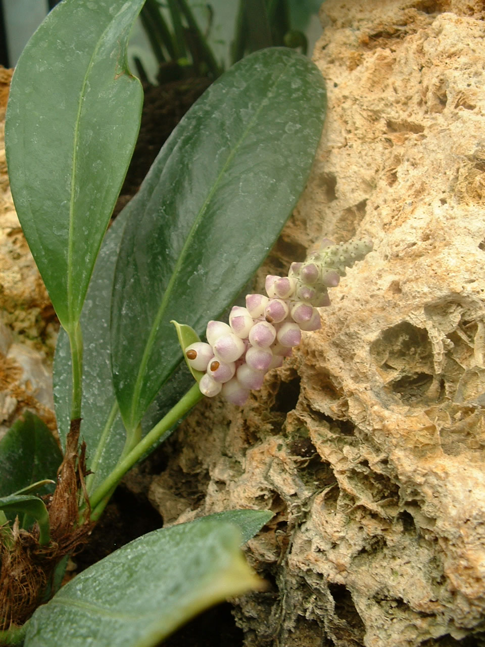 Anthurium obtusum: photo : Jardin botanique de Lyon