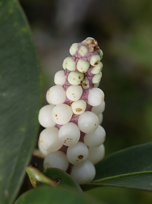 Anthurium obtusum: Pearl Laceleaf close to Volcano Arenal, Costa Rica