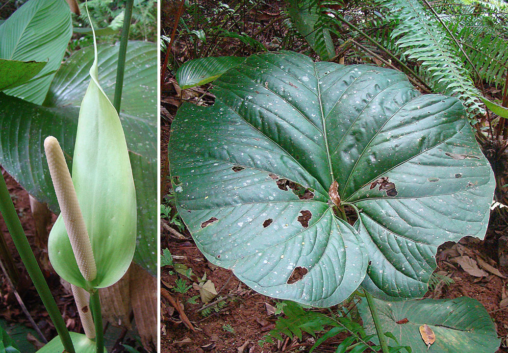 Anthurium obtusum: A wide-leaf species from Panama's San Blas Range. In context at www.dixpix.ca/meso_america/Flora/aroids/index.html