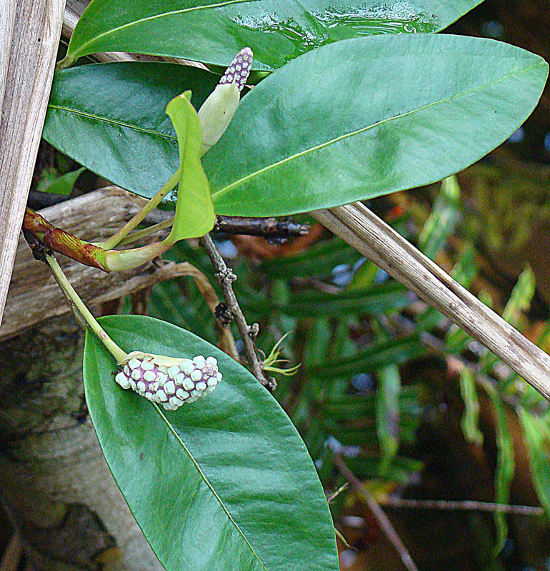 Anthurium obtusum: From the mangrove zone of Zapatilla Island, northwestern Panama. In context at www.dixpix.ca/meso_america/Flora/aroids/index.html