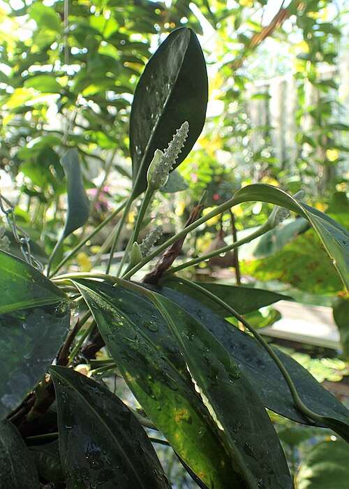 Anthurium obtusum: Anthurium trinerve in botanical garden in Kraków